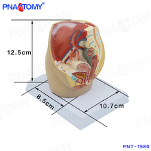 PNT-1580 mini modelo de cavidad pélvica femenina, modelo de pelvis anatómica